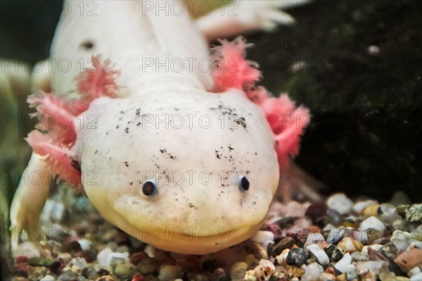 leucist axolotl with black eyes and pink external gills