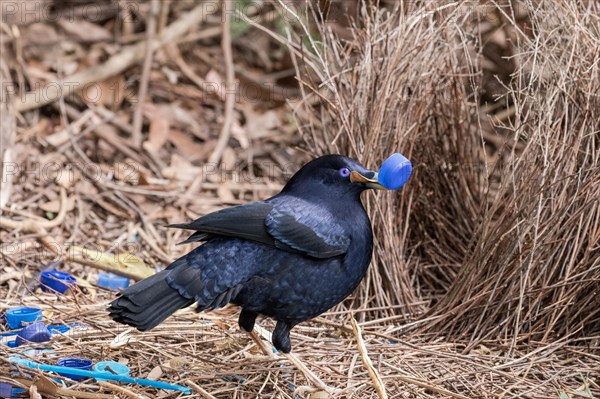 Male Satin Bower Bird displaying at bower