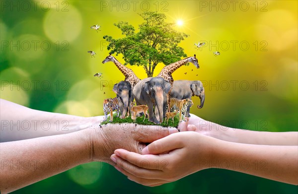 Concept Nature reserve conserve Wildlife reserve tiger Deer Global warming Food Loaf Ecology Human hands protecting the wild and wild animals tigers d