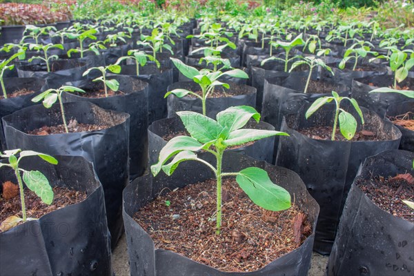 Seedlings, planting sunflower prepare healthy, before planting as needed.