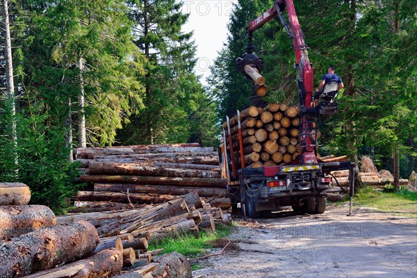 Asiago plateau, Mounr Zebio, Veneto, Italy. It was October 29th last year, when the Vaia storm hit millions of trees between Veneto, Friuli and Trentino. . After a year, work continues to remove felled logs from the ground. Cleaning up paths, clearing white roads, commercializing logs before they are attacked by mold and parasites is a huge job that hundreds of woodcutters from neighboring Slovenia are participating in. It must be done soon before another winter irrevocably compromises the quality of the timber. And then there remains the safety of a territory hit by such devastation that it c