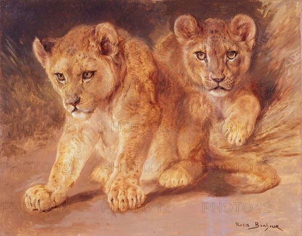 Rosa Bonheur, Lion Cubs, n.d., oil on canvas, 25 in. x 31 1/4 in. (63.5 cm x 79.4 cm), The Walker sisters received this painting of two lion cubs from their friend Anna Klumpke, who had inherited artist Rosa Bonheur's estate after her death in 1899. The Walker sisters had previously visited the renowned animal painter's studio in France and requested a copy of one of her famous horse studies, but Bonheur died before the order was fulfilled. Klumpke, a portrait artist in Boston, had moved to Paris to study with Bonheur and became her close companion. A friend of Mary Sophia Walker's since paint