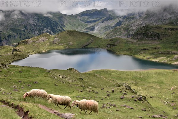Sheeps are grazing above a small lake, in the middle of the mountains. The summits are lost in the clouds. This landscape is beautiful and peaceful.