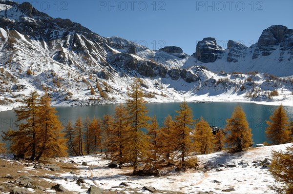 Winter View of Lake Allos or Lac d'Allos in the Mercantour National Park with Autumn European Larches, Larix decidua, Southern French Alps, France