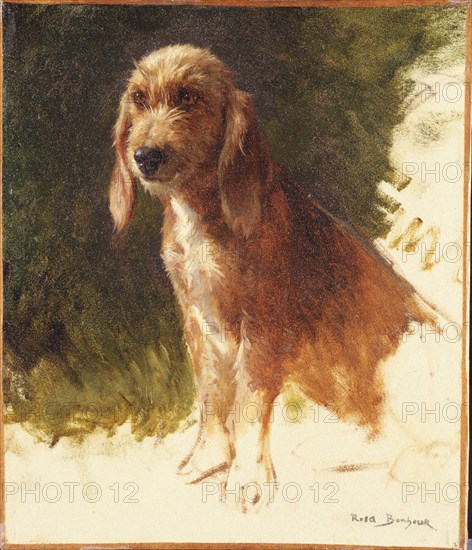 Bonheur, Rosa, Study of a Dog, possibly 1860s