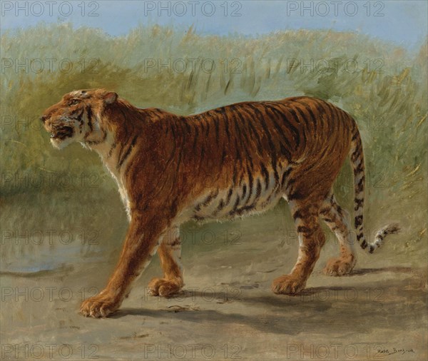 Royal tiger marching