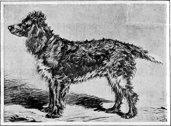 . The new book of the dog; a comprehensive natural history of British dogs and their foreign relatives, with chapters on law, breeding, kennel management, and veterinary treatment. Dogs. M. A. DUQUESNE'S PONT-AUDEMER SPANIEL MUSOTTE. YOUNG GRIFFON DE BRESSE. From the painting by ROSA BONHEUR in the Wallace Collection. common. It is an excellent water dog, and is invaluable in the shooting of wild duck and other waterfowl in the marshes. The French Spaniel proper is a fine-sized animal, one of the best and keenest working dogs left in France. Like the old Braque, he has a long history. He is pr