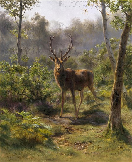 Bonheur  Rosa - a Stag