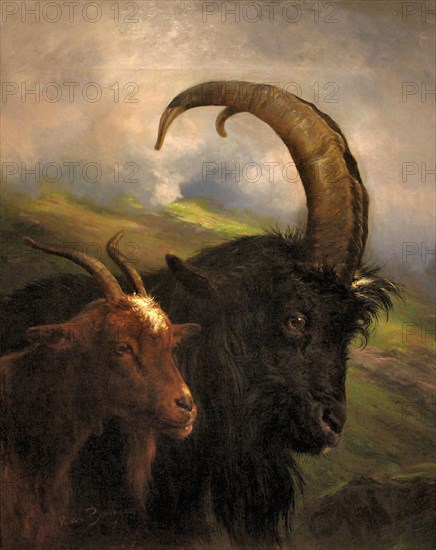 Bonheur  Rosa - Two Goats