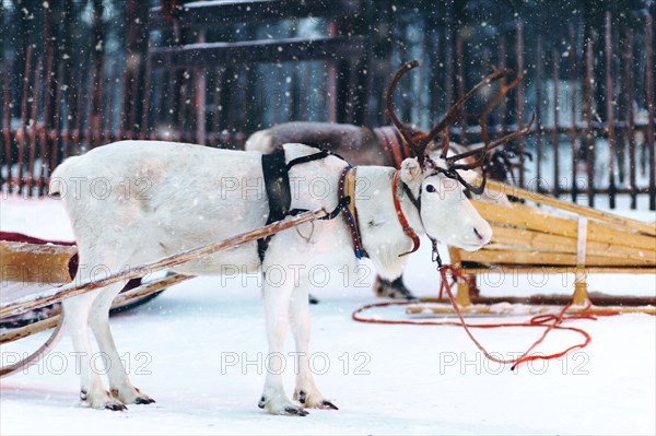 Harnessed white reindeer at Lapland farm in snowy winter weather.