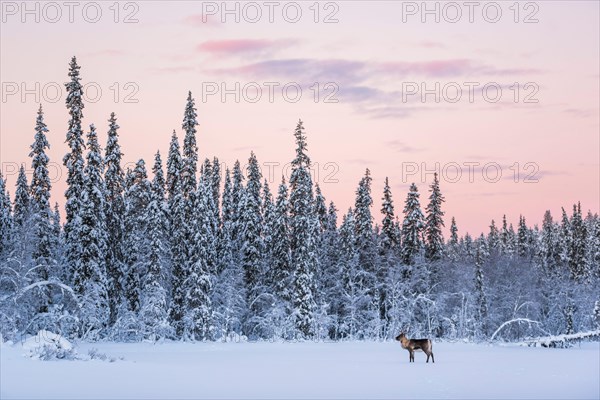 Reindeer at Christmas in the frozen cold snow covered winter landscape in Lapland in Finland