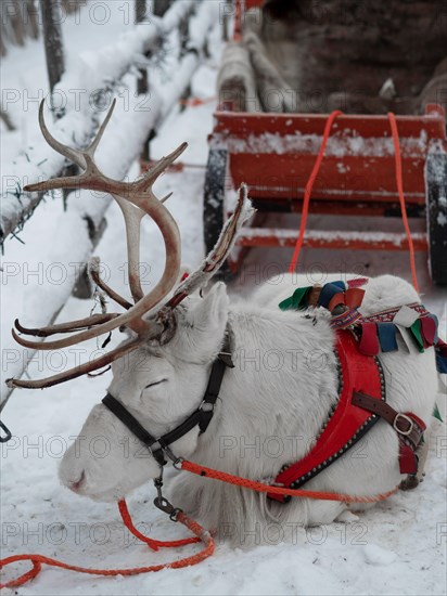 Reindeer in harness. Reindeer safari in Lapland. White deer. Santa Claus Village in Rovaniemi.