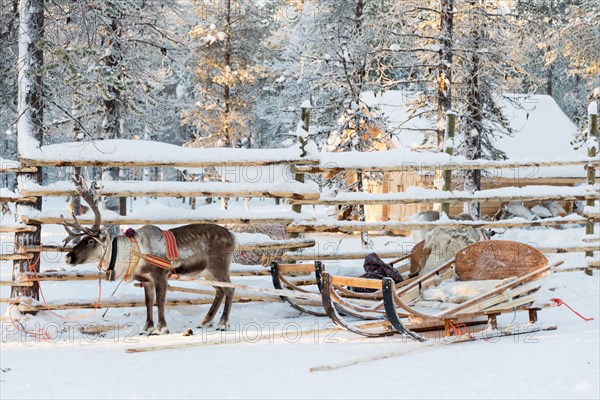 Reindeer sledge, in winter, Lapland, Finland