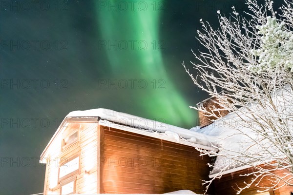 northern lights, aurora borealis over trees