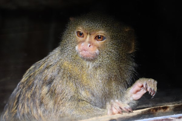 Pygmy Marmoset (Cebuella pygmaea)