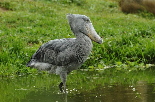 Schuhschnabel auf Nahrungssuche, (Balaeniceps rex)