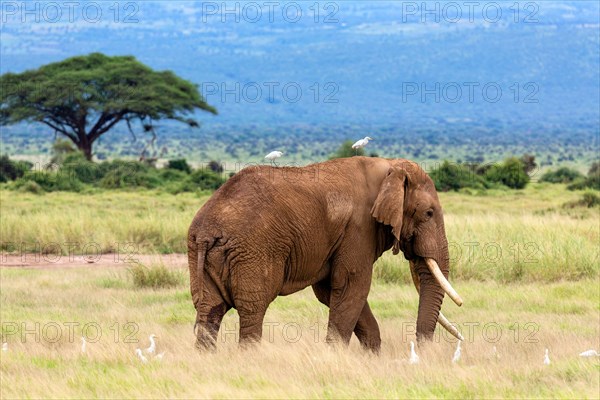 African bush elephant (Loxodonta africana) surrounded by egrets, Amboseli National Park, Kenya, Africa