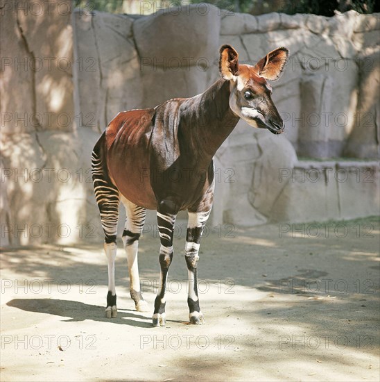 Okapi