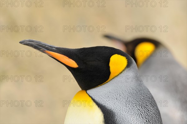 Emperor penguin Aptenodytes forsteri portrait