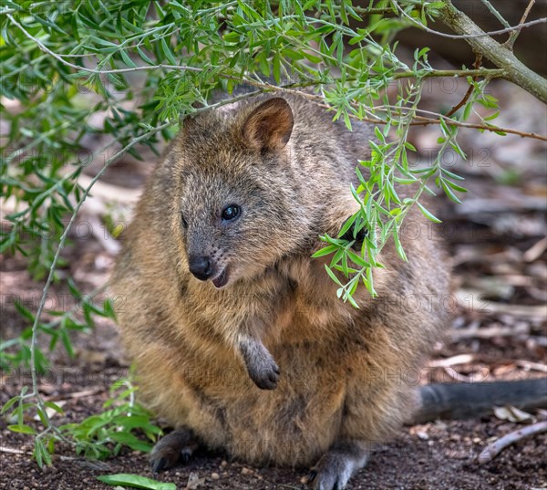 Quokka (Setonix brachyurus),