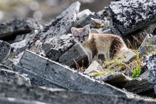 Cute little arctic fox cub (Vulpes Lagopus) outside den in Dovre mountains national park, Norway