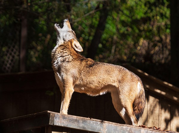 A red wolf (Canis rufus) howls at the WNC Nature Center in Asheville, NC, USA