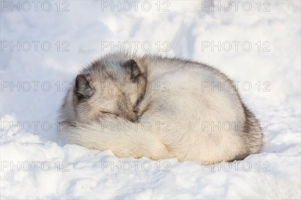 Arctic fox vixen (Vulpes lagopus), captive, Highland Wildlife Park, Kingussie, Scottish Highlands, UK