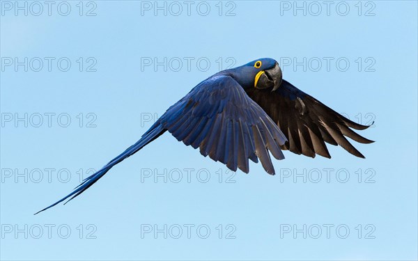 Hyacinth Macaw ( Anodorhynchus hyacinthinus) in flight against a blue sky