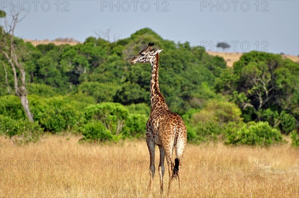 Young Masai Giraffe (Giraffa camelopardalis tippelskirchi) in the African Savanna. Masai Mara Game Reserve, Kenya