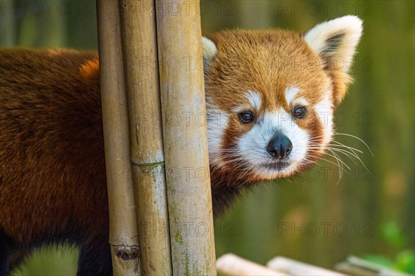 Red panda (Ailurus fulgens refulgens) at Zoo Atlanta in Atlanta, Georgia. (USA)