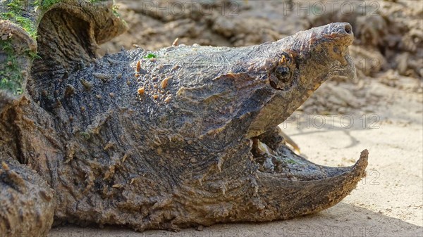 Alligator snapping turtle face closeup, Macrochelys temminckii. Family: Chelydridae. Native to freshwater habitats in the United States. Heaviest fres