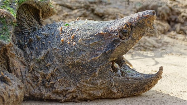 Alligator snapping turtle face closeup, Macrochelys temminckii. Family: Chelydridae. Native to freshwater habitats in the United States. Heaviest fres