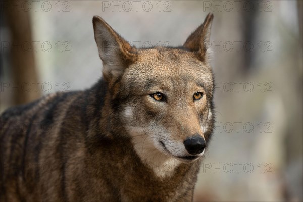 Red Wolf