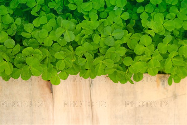 Saint Patrick holiday.Wooden board in clover leaves. Wooden blank background and clover plants.Good luck symbol.St.Patrick 's Day.Symbol of Irish