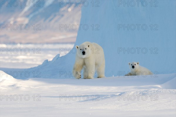 Female polar bear and five month old cub at iceberg Navy Board Lancaster Sound Baffin Island
