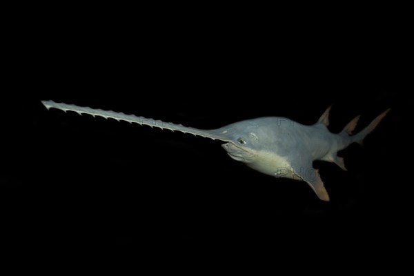 Sawfish Pristis pectinatus preserved specimen Amazon River Basin Amazonas Brazil