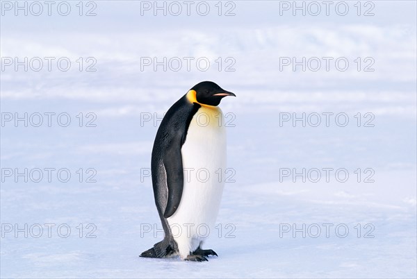 Emperor Penguin Aptenodytes forsteri Weddell Sea Antarctica November