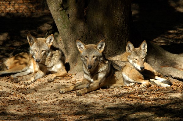 Red  wolves Canis rufus resting under tree