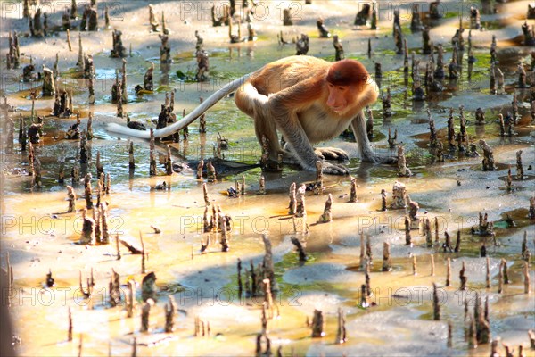 Proboscis monkey (Nasalis larvatus) drinking in a mangrove