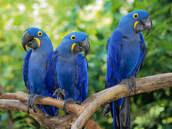 Hyacinth Macaws at the Nashville Zoo