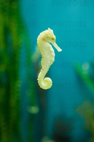 Yellow seahorse Hippocampus Kuda