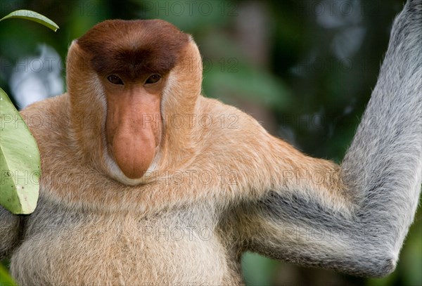 Proboscis monkey (Nasalis larvatus) overlooking Sekonyer river in Tanjung Puting National Park, Borneo, Kalimantan, Indonesia