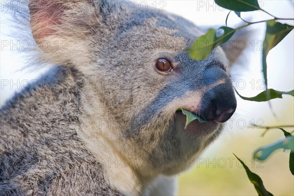 Koala eating gum leaves