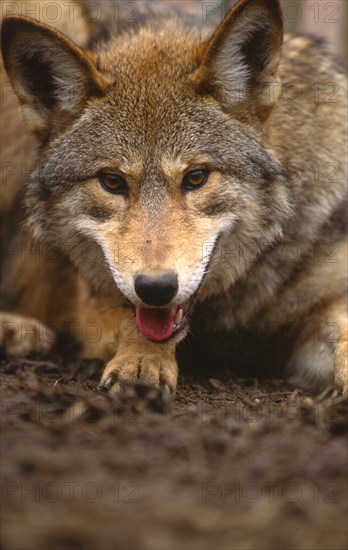 Red Wolf Great Smoky Mountains National Park Tennessee