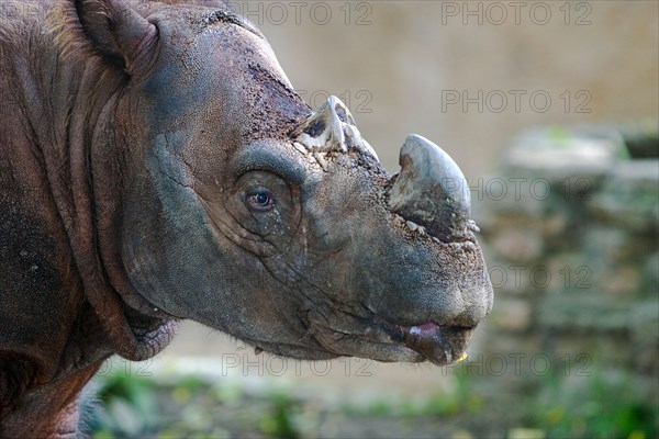 Sumatran Rhinoceros Dicerorhinus sumatrensis