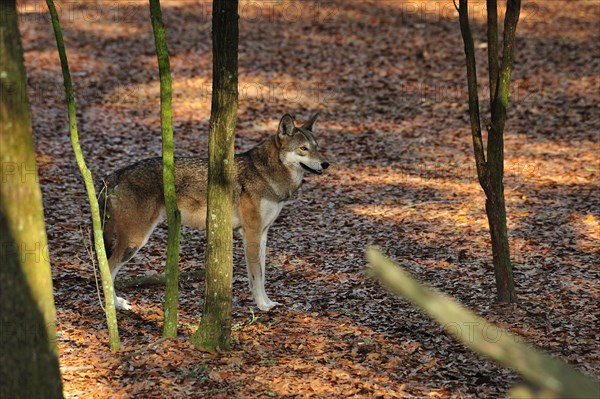 Red Wolf, Canis rufus, Florida (captive)