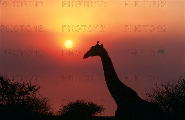 Silhouette of Giraffe (Giraffa Camelopardalis) against sunset, KwaZulu-Natal Province, South Africa