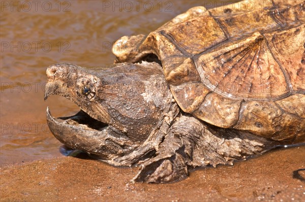 Alligator snapping turtle, Macrochemys temminckii, native to southern US waters