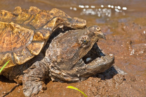 Alligator snapping turtle, Macrochemys temminckii, native to southern US waters