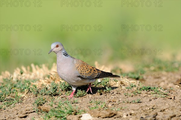 Turtle Dove (Streptopelia turtur) walking on ground, Bulgaria